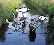 Minnows released in Suså river